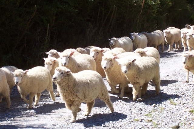 Sheep Stampede.jpg